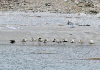 10. Tag - Robben, Kongsfjord, Spitzbergen &ndash; &copy; Christin Kuschka (Eberhardt TRAVEL)