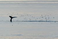 10. Tag - Wale &ndash; &copy; Christin Kuschka (Eberhardt TRAVEL)