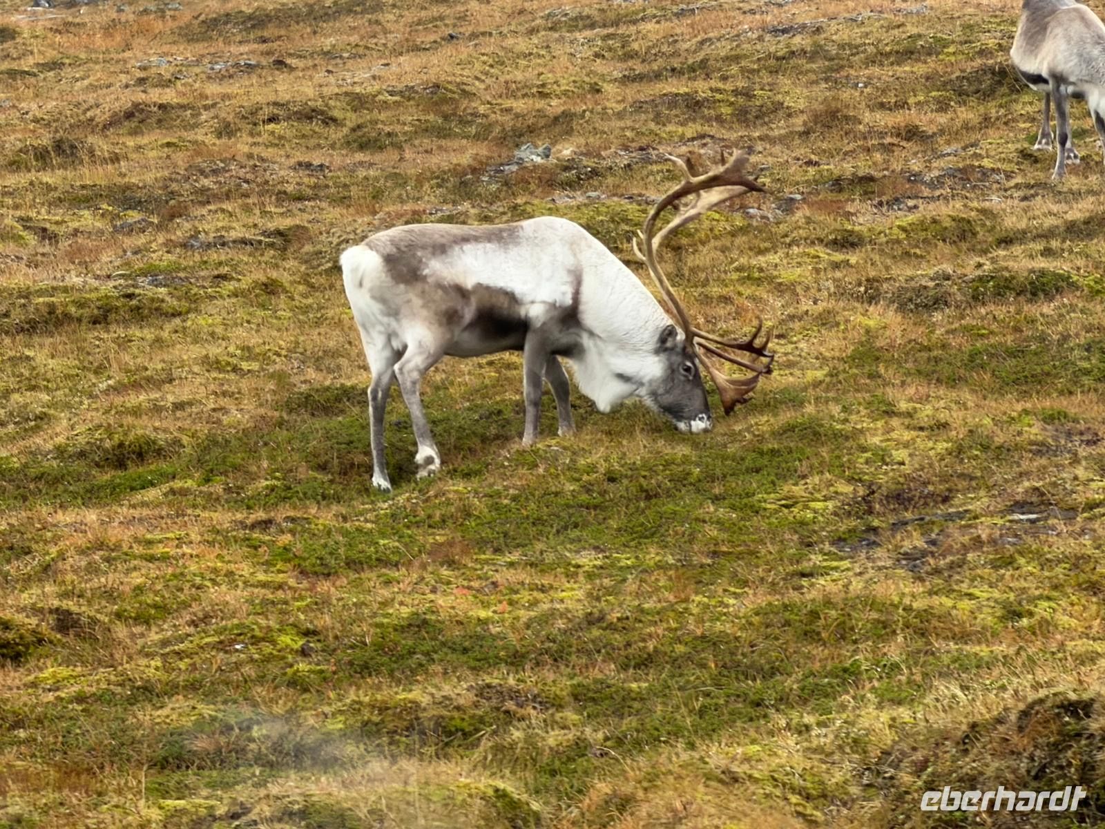 Viele Rentiere sind auf dem Weg zurück zu sehen  &ndash; &copy; Carola Gastmeier (Eberhardt TRAVEL)