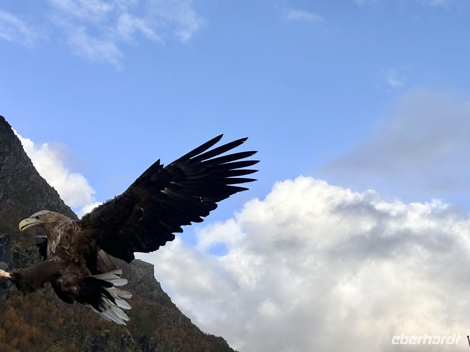 Da sind die Seeadler  &ndash; &copy; Carola Gastmeier (Eberhardt TRAVEL)