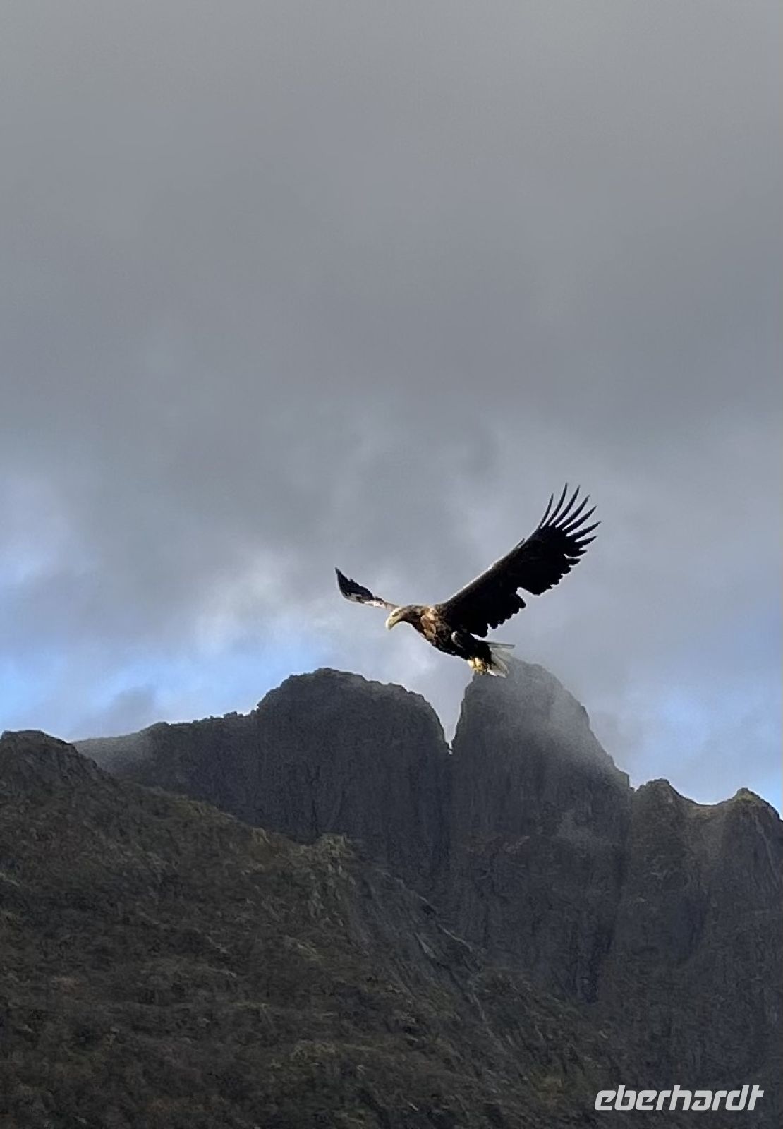Und wieder beobachten wir die Seeadler  &ndash; &copy; Carola Gastmeier (Eberhardt TRAVEL)
