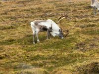 Viele Rentiere sind auf dem Weg zurück zu sehen  &ndash; &copy; Carola Gastmeier (Eberhardt TRAVEL)
