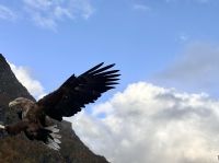 Da sind die Seeadler  &ndash; &copy; Carola Gastmeier (Eberhardt TRAVEL)
