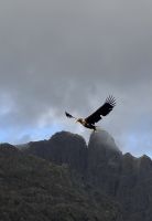 Und wieder beobachten wir die Seeadler  &ndash; &copy; Carola Gastmeier (Eberhardt TRAVEL)