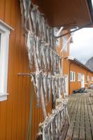Stockfisch - was sonst? &ndash; &copy; Michael Krause (Eberhardt TRAVEL)