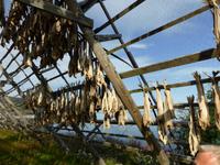 Trockenfisch &ndash; &copy; Dirk Schlosser (Eberhardt TRAVEL)