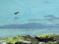 Seeadler &ndash; &copy; Heike Heinen (Eberhardt TRAVEL)