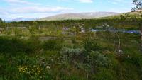 272 Saltfjell &ndash; &copy; Konrad Füssel (Eberhardt TRAVEL)