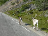 Rentiere &ndash; &copy; Dirk Schlosser (Eberhardt TRAVEL)