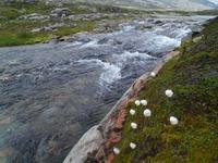 Wollgras beim Breidalsvatn &ndash; &copy; Peter Rudolph (Eberhardt TRAVEL)