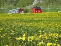 Wiese bei Flakstad