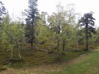 15.06.15: Vegetation vor dem Hotel in Saariselkä ... zum ca. 23 Uhr &ndash; &copy; Bernhard Sieber (Eberhardt TRAVEL)