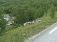 16.06.15: Rentiere in Nordnorwegen &ndash; &copy; Bernhard Sieber (Eberhardt TRAVEL)