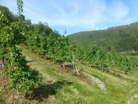 Ulvik - Syse Gard &ndash; &copy; Ralf Kuchenbecker (Eberhardt TRAVEL)