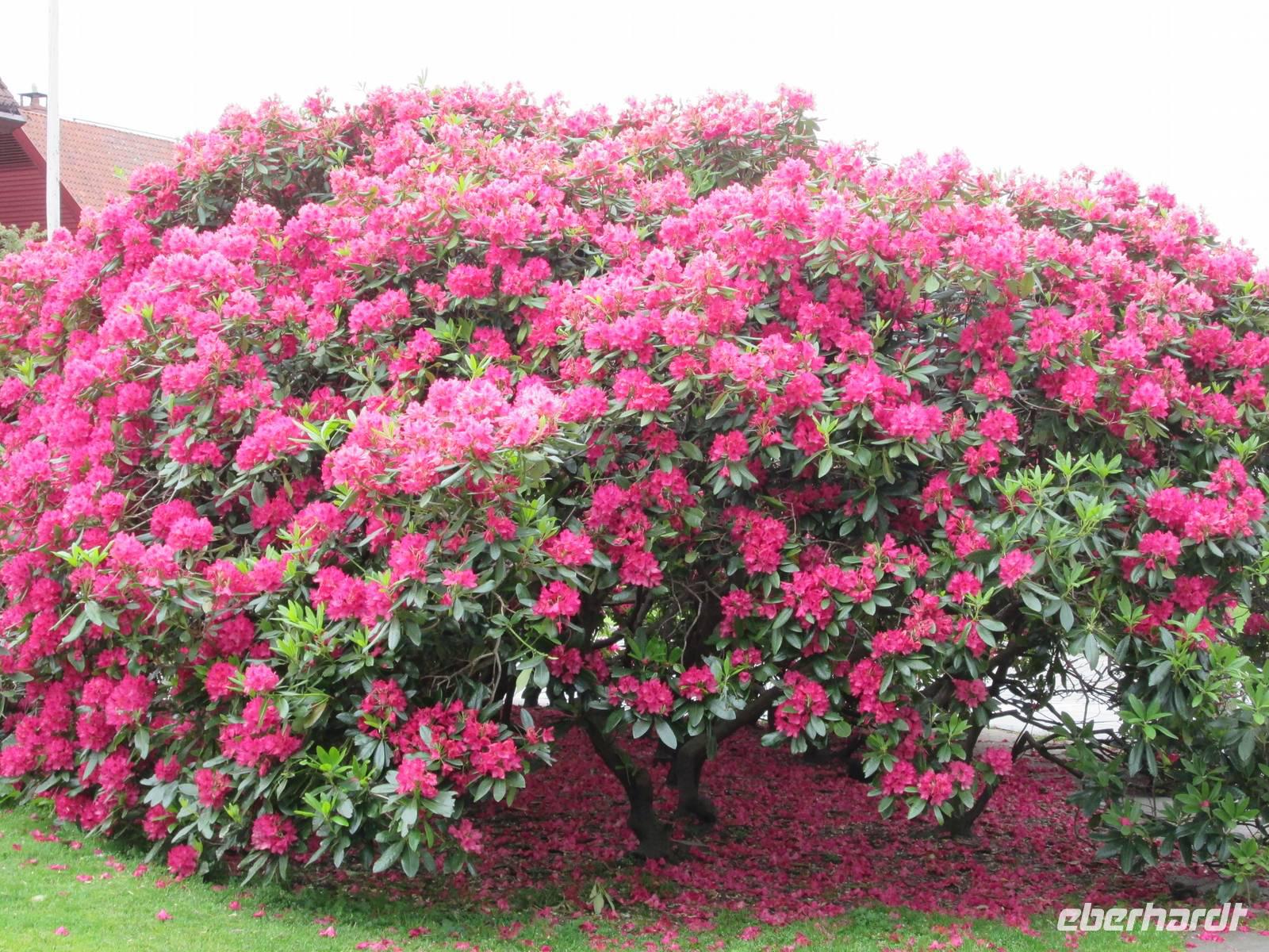 Rhododendron Bergen &ndash; &copy; Heike Heinen (Eberhardt TRAVEL)