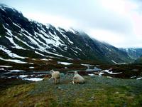 Sognefjell &ndash; &copy; Steffen Mucke (Eberhardt TRAVEL)