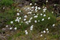 Baumwollgras &ndash; &copy; Maria Drewans (Eberhardt TRAVEL)