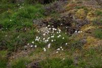 Baumwollgras &ndash; &copy; Maria Drewans (Eberhardt TRAVEL)
