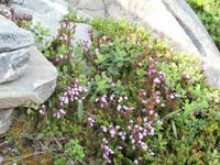Pflanzenvielfalt an der Trollstige &ndash; &copy; Ingrid Langer (Eberhardt TRAVEL)