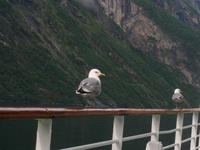 033 Mitfahrgelegenheit (Geiranger) &ndash; &copy; Jörg Nesse (Eberhardt TRAVEL)