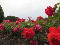 Rosengarten &ndash; &copy; Sabine Letzybyll (Eberhardt TRAVEL)