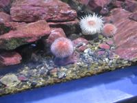 Aquarium  &ndash; &copy; Christine Paulan (Eberhardt TRAVEL)