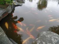 Botanischer Garten Stavanger  (23) &ndash; &copy; Josefin Keilwagen (Eberhardt TRAVEL)