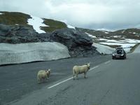 Schafe &ndash; &copy; Sabine Letzybyll (Eberhardt TRAVEL)