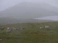 275. Rentiere, Nordkap, Norwegen, AIDAvita &ndash; &copy; Maria Michel (Eberhardt TRAVEL)