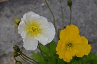 138 Arktischer Mohn &ndash; &copy; Konrad Füssel (Eberhardt TRAVEL)