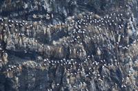 349 Insel Runde, Basstölpel am Vogelfelsen &ndash; &copy; Konrad Füssel (Eberhardt TRAVEL)