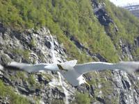Möwe &ndash; &copy; Sabine Letzybyll (Eberhardt TRAVEL)
