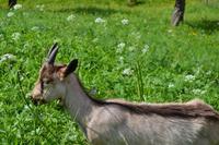 Besuch der Ziegenalm (7) &ndash; &copy; Laura Wonneberger (Eberhardt TRAVEL)