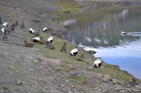 Eideenten (4)