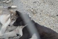 Husky Farm (2) &ndash; &copy; Laura Wonneberger (Eberhardt TRAVEL)