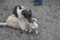 Husky Farm (3) &ndash; &copy; Laura Wonneberger (Eberhardt TRAVEL)