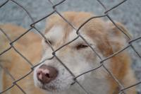 Husky Farm (9) &ndash; &copy; Laura Wonneberger (Eberhardt TRAVEL)