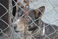 Husky Farm (13) &ndash; &copy; Laura Wonneberger (Eberhardt TRAVEL)