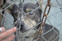 Husky Farm (14) &ndash; &copy; Laura Wonneberger (Eberhardt TRAVEL)