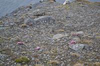 Nordkap (9) &ndash; &copy; Laura Wonneberger (Eberhardt TRAVEL)
