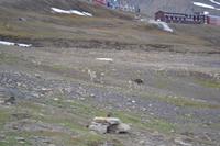 Wachhunde (2) &ndash; &copy; Laura Wonneberger (Eberhardt TRAVEL)