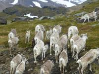 040-Porsangerfjord &ndash; &copy; Dirk Schlosser (Eberhardt TRAVEL)
