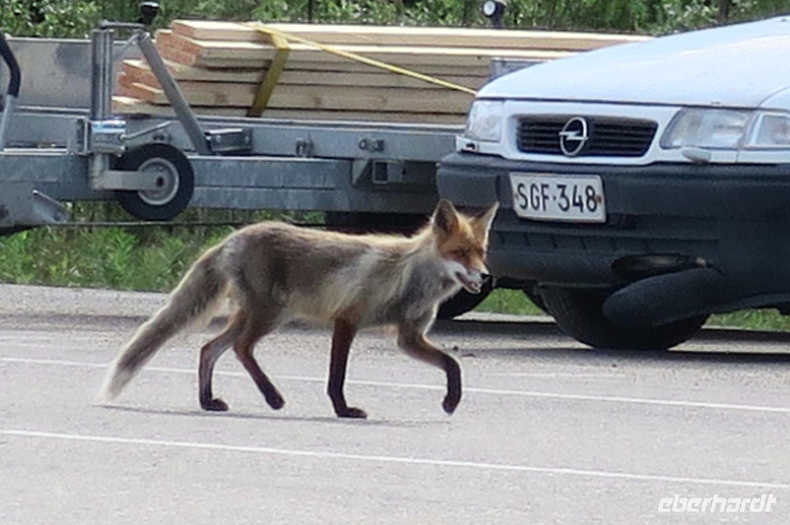 Der große Fuchs &ndash; &copy; Norbert Birner (Eberhardt TRAVEL)