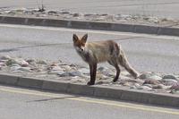 Der große Fuchs &ndash; &copy; Norbert Birner (Eberhardt TRAVEL)
