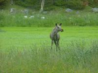 051-Elveseter &ndash; &copy; Dirk Schlosser (Eberhardt TRAVEL)