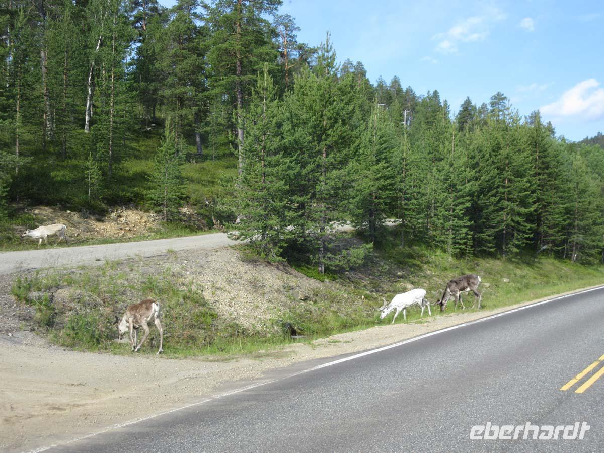 Rentiere &ndash; &copy; Peter Rudolph (Eberhardt TRAVEL)