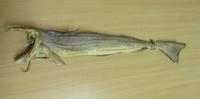 Stockfisch &ndash; &copy; Peter Rudolph (Eberhardt TRAVEL)