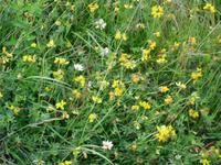 bunte Wiese &ndash; &copy; Ingrid Langer (Eberhardt TRAVEL)