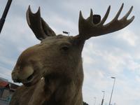 der Elch als Fotomodell &ndash; &copy; Kathrin Mickan (Eberhardt TRAVEL)