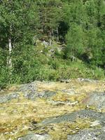 Elch &ndash; &copy; Philip Seidel (Eberhardt TRAVEL)